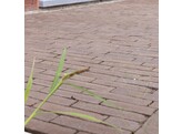 BRIQUE EN TERRE CUITE AUTHENTICA INCANA WF 201x49x82 mm
